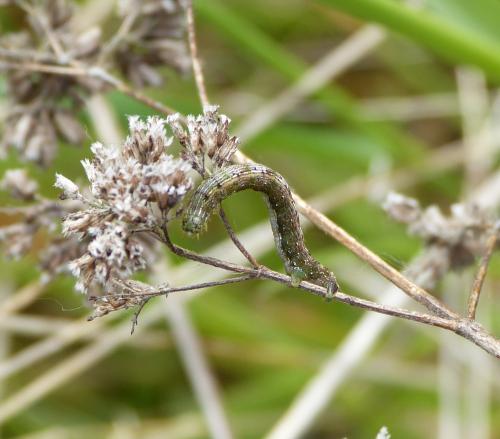Theria rupicapraria